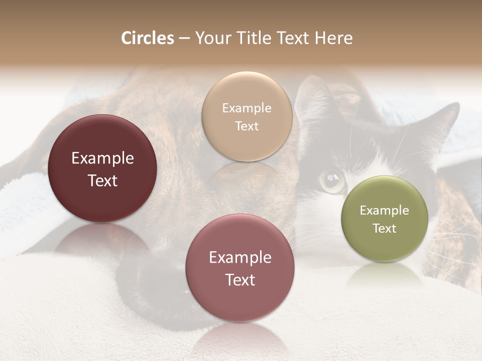 Gazing Relations Front PowerPoint Template