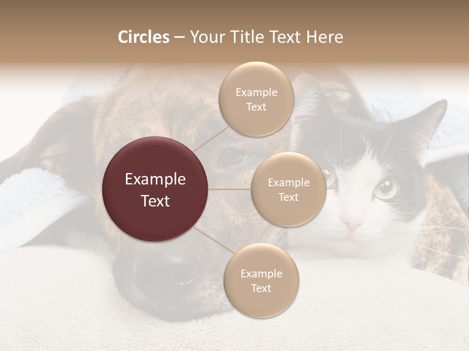 Gazing Relations Front PowerPoint Template