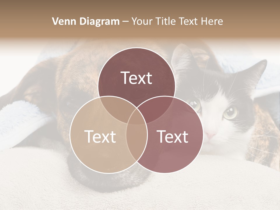 Gazing Relations Front PowerPoint Template