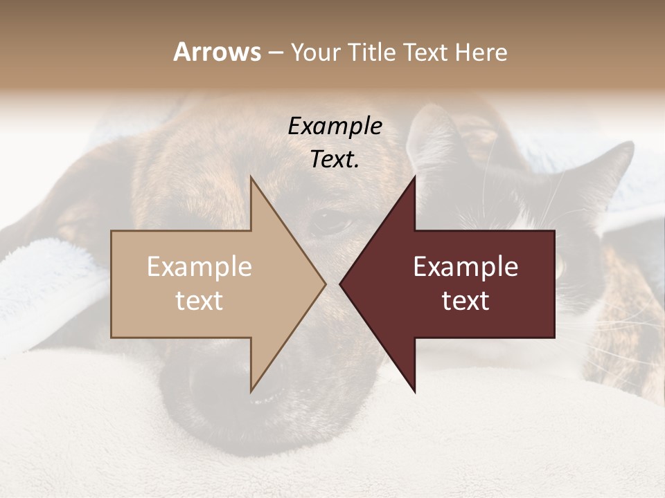 Gazing Relations Front PowerPoint Template
