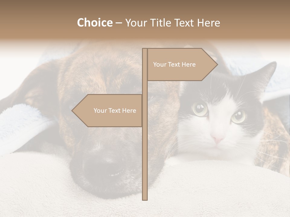 Gazing Relations Front PowerPoint Template