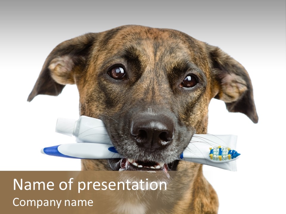 Adult Muzzle Cute PowerPoint Template