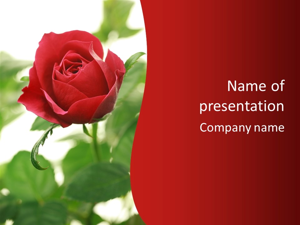 Plant Leaf Rose PowerPoint Template