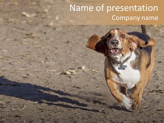 Dog Canine Athletic PowerPoint Template