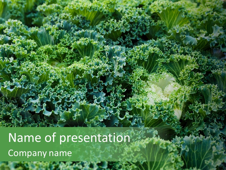 Organic Lettuce Close PowerPoint Template