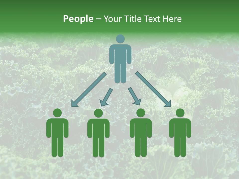 Organic Lettuce Close PowerPoint Template