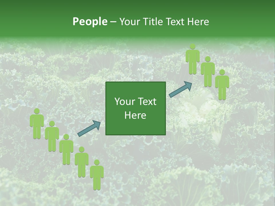 Organic Lettuce Close PowerPoint Template