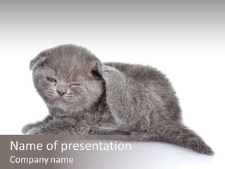 Scratch British English PowerPoint Template