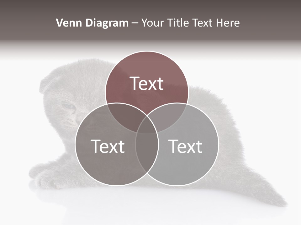 Scratch British English PowerPoint Template