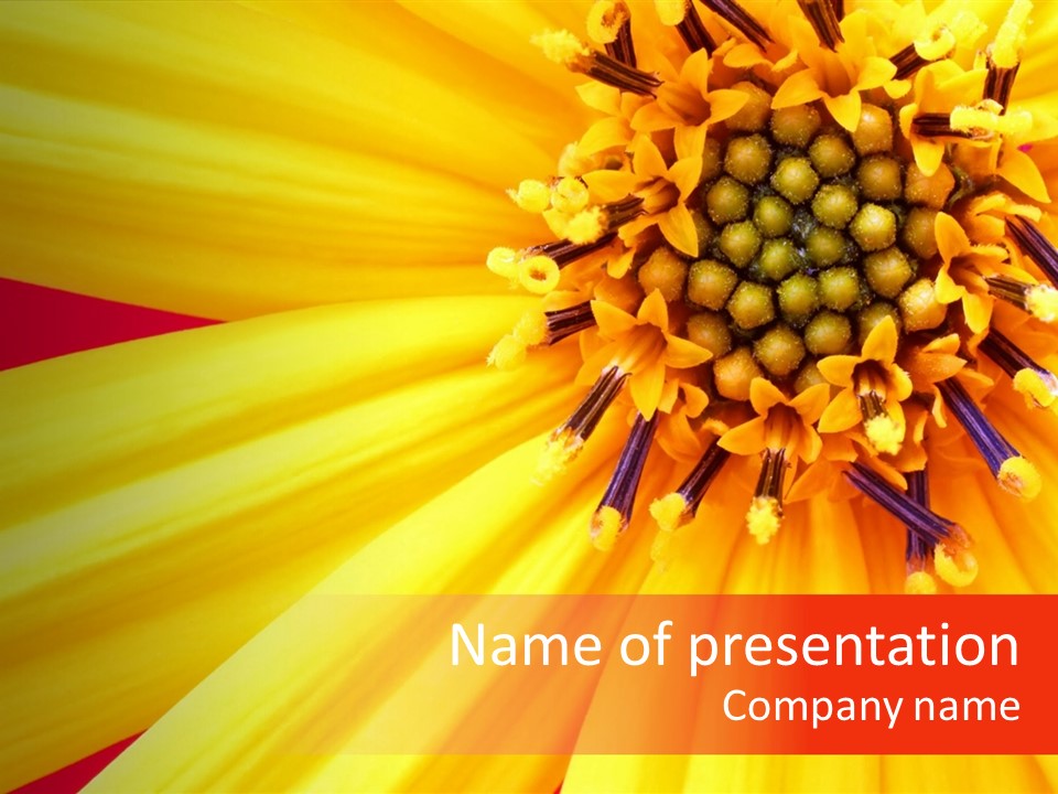 Head Petal Sun PowerPoint Template