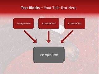 Balls Red Farm PowerPoint Template