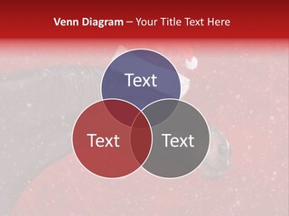 Balls Red Farm PowerPoint Template