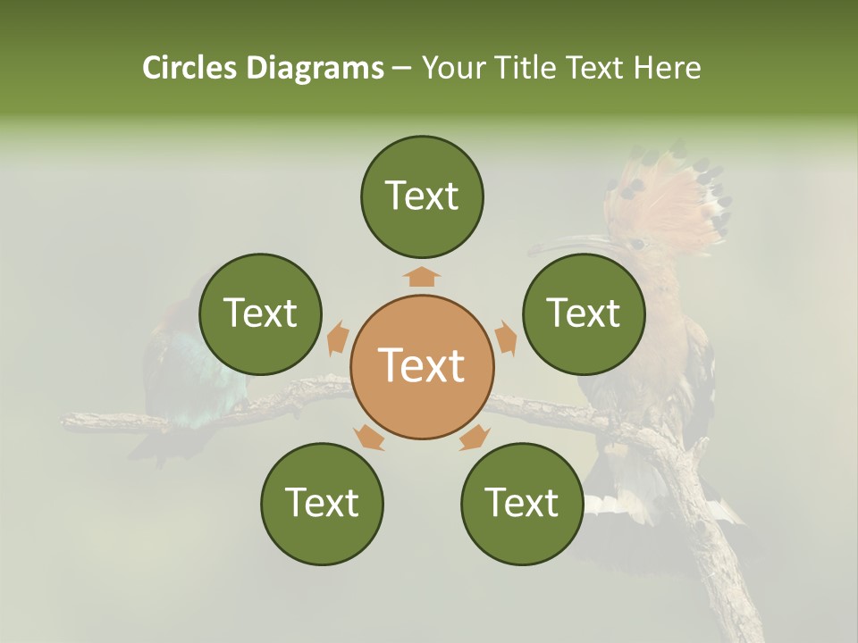 Kiskunsagi Breed Papaver PowerPoint Template