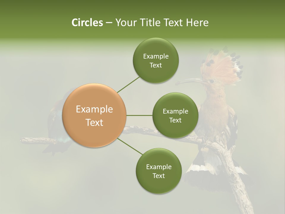 Kiskunsagi Breed Papaver PowerPoint Template