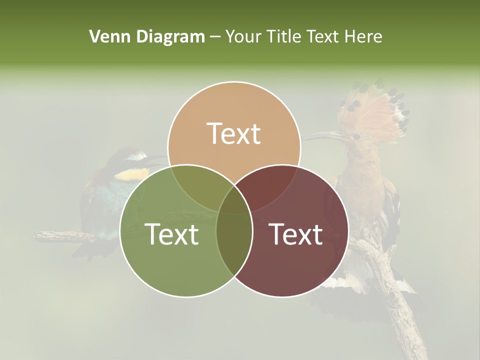 Kiskunsagi Breed Papaver PowerPoint Template