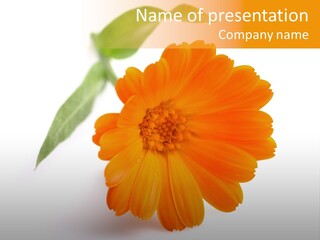 Beauty Flowers Calendula PowerPoint Template