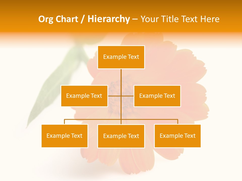 Beauty Flowers Calendula PowerPoint Template