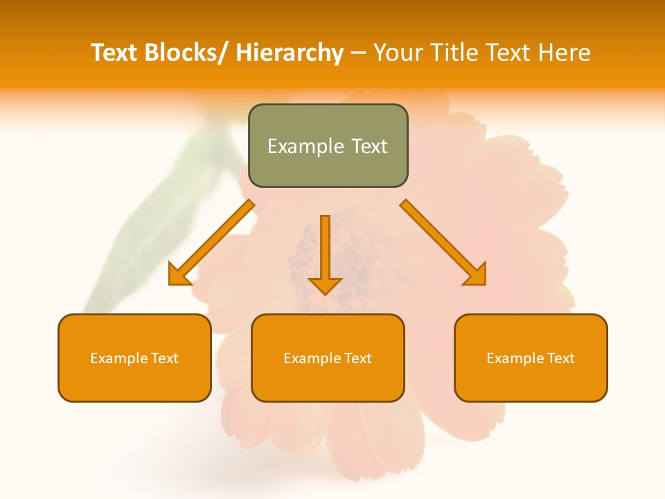 Beauty Flowers Calendula PowerPoint Template