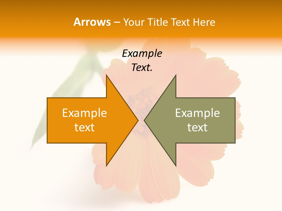 Beauty Flowers Calendula PowerPoint Template