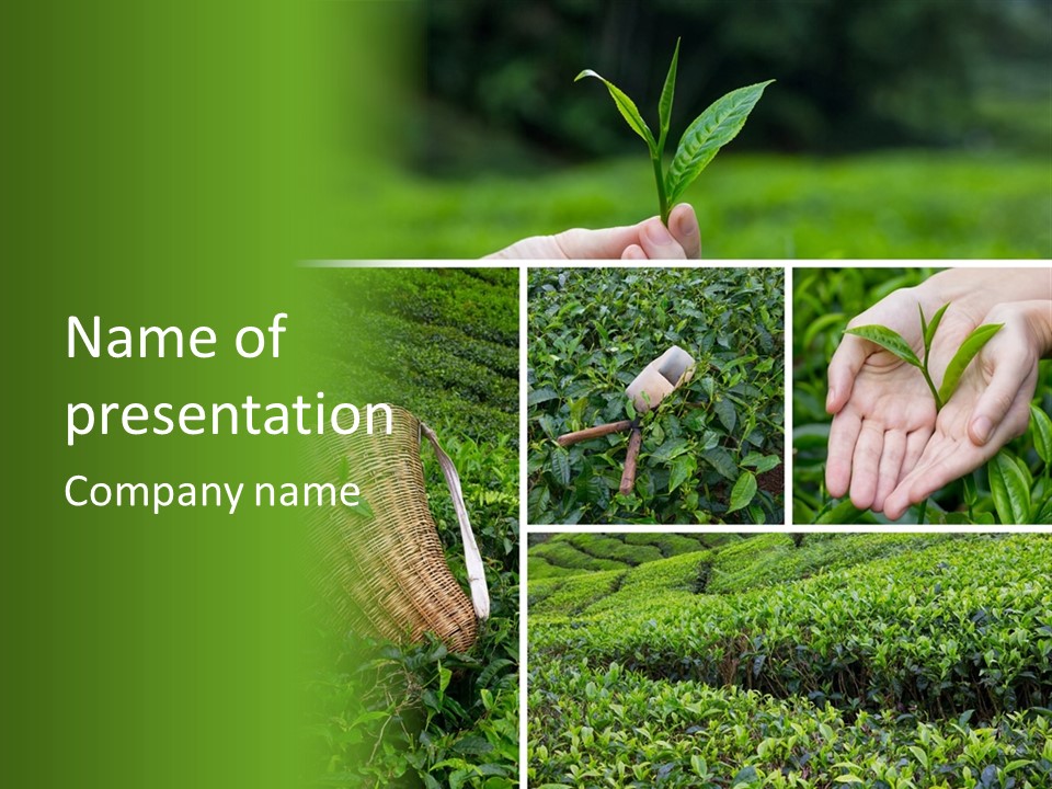 Farm Growth Scissors PowerPoint Template