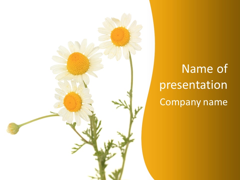 Herb Chamomile Green PowerPoint Template