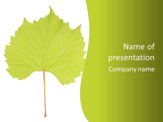 Botany Foliage Fly PowerPoint Template