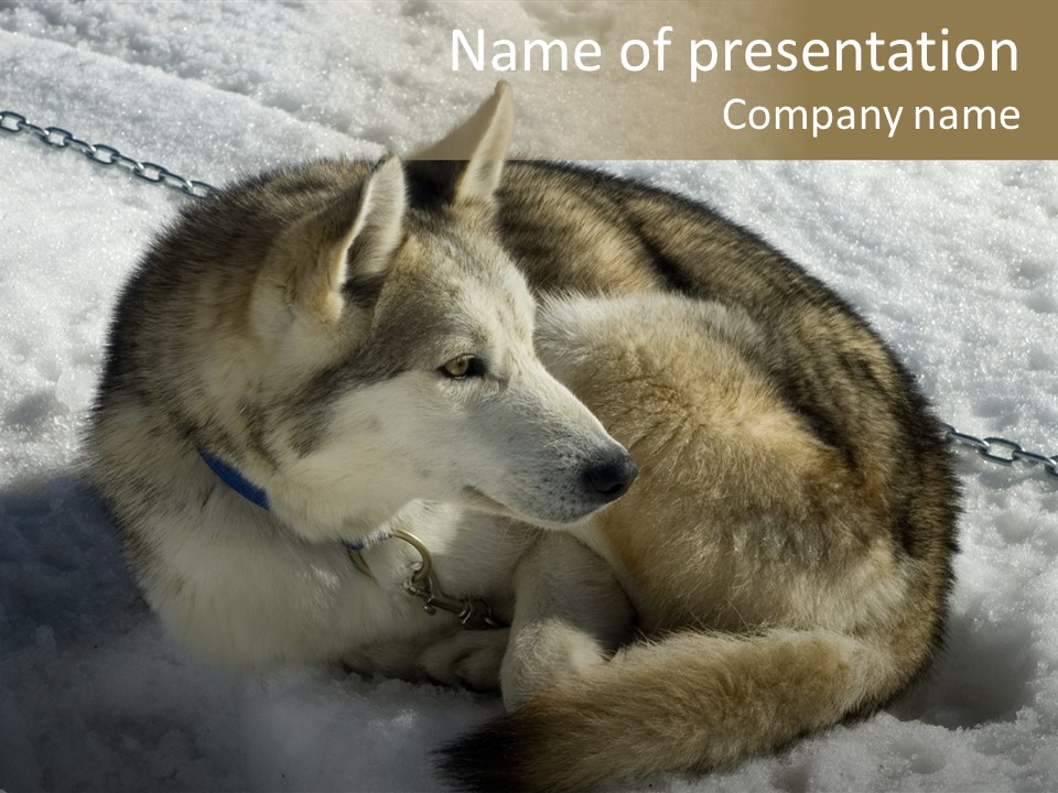 Snow White Husky PowerPoint Template