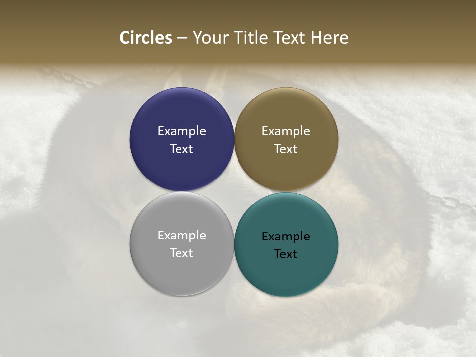 Snow White Husky PowerPoint Template