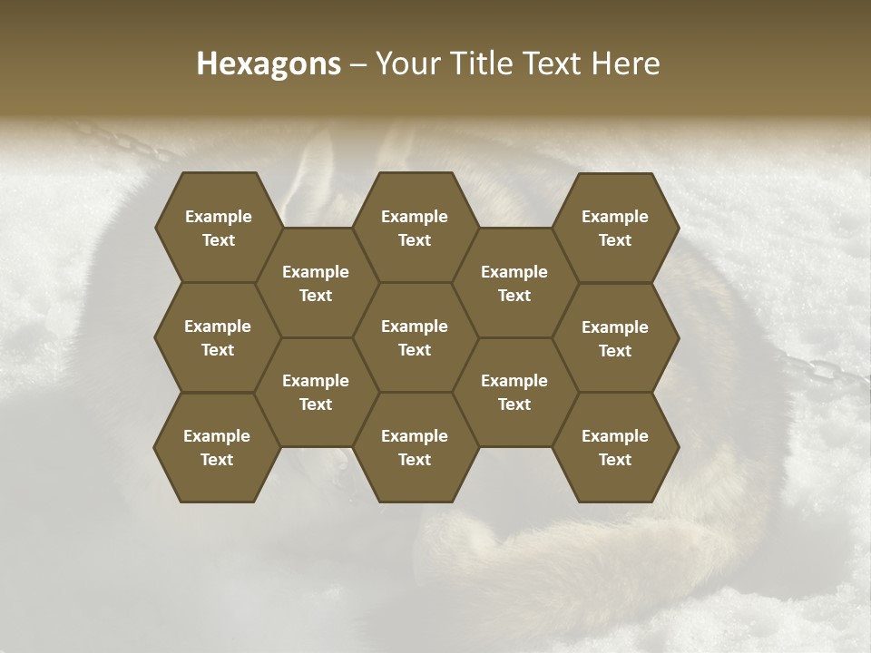 Snow White Husky PowerPoint Template