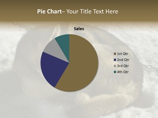 Snow White Husky PowerPoint Template