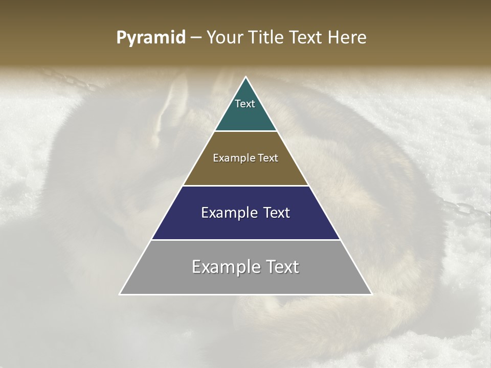 Snow White Husky PowerPoint Template