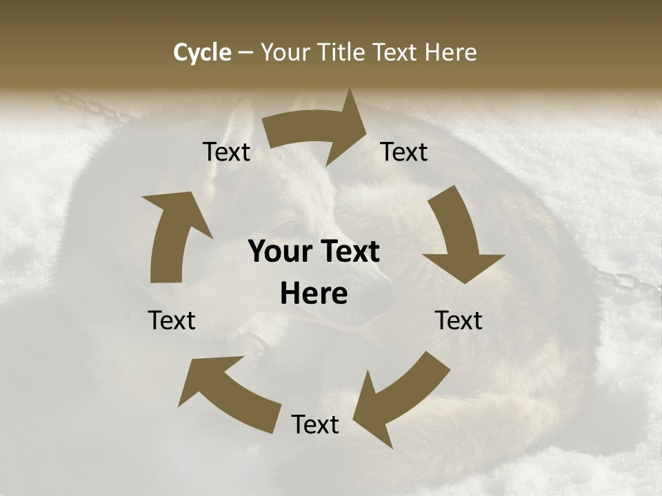 Snow White Husky PowerPoint Template