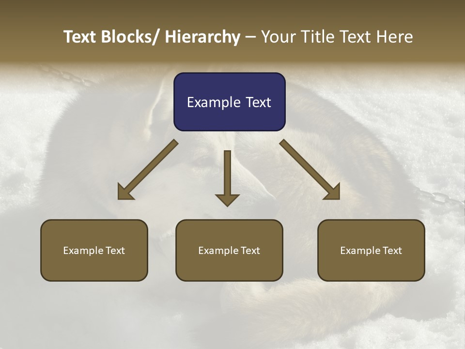 Snow White Husky PowerPoint Template