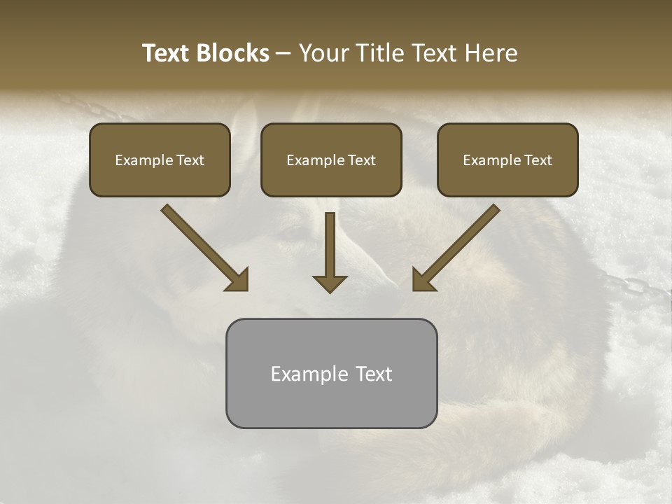 Snow White Husky PowerPoint Template