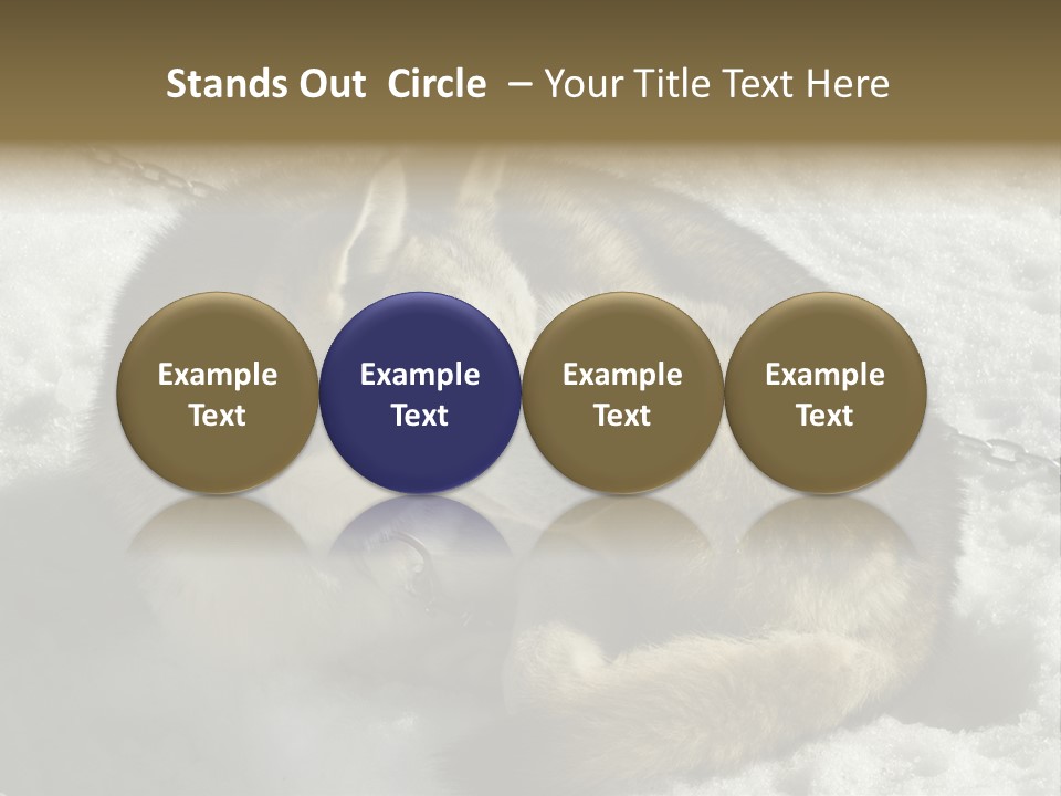 Snow White Husky PowerPoint Template