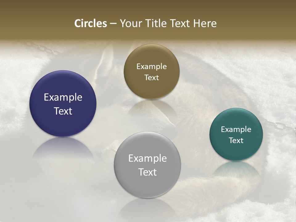 Snow White Husky PowerPoint Template