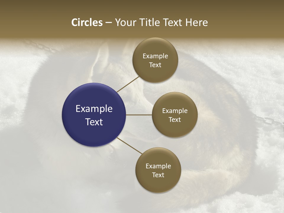 Snow White Husky PowerPoint Template