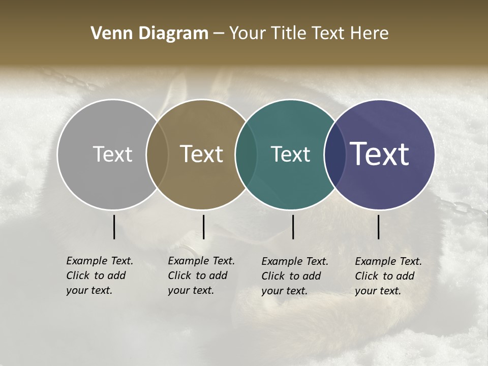 Snow White Husky PowerPoint Template