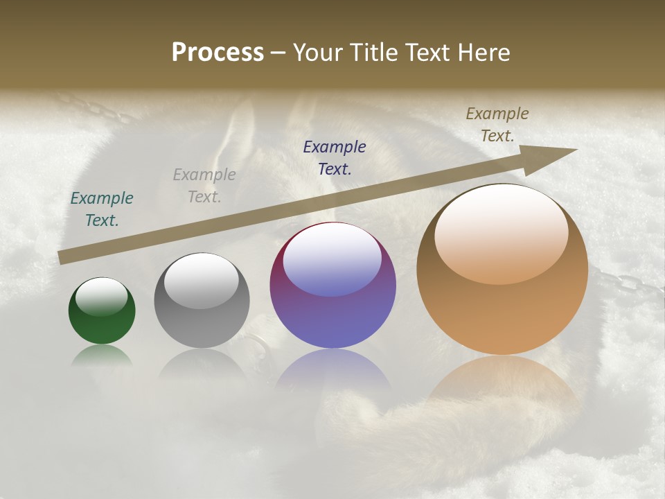 Snow White Husky PowerPoint Template