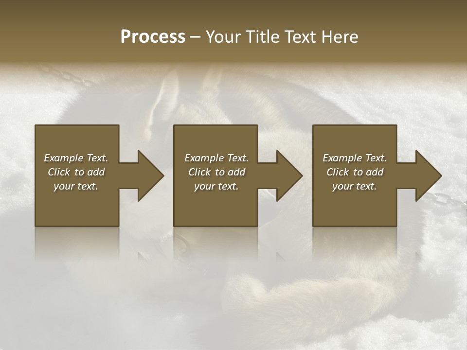 Snow White Husky PowerPoint Template