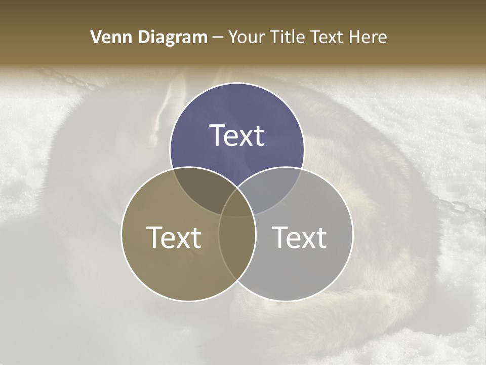 Snow White Husky PowerPoint Template