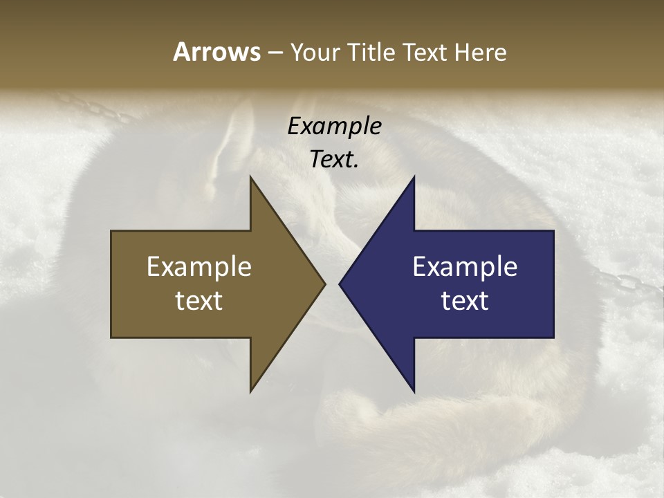 Snow White Husky PowerPoint Template