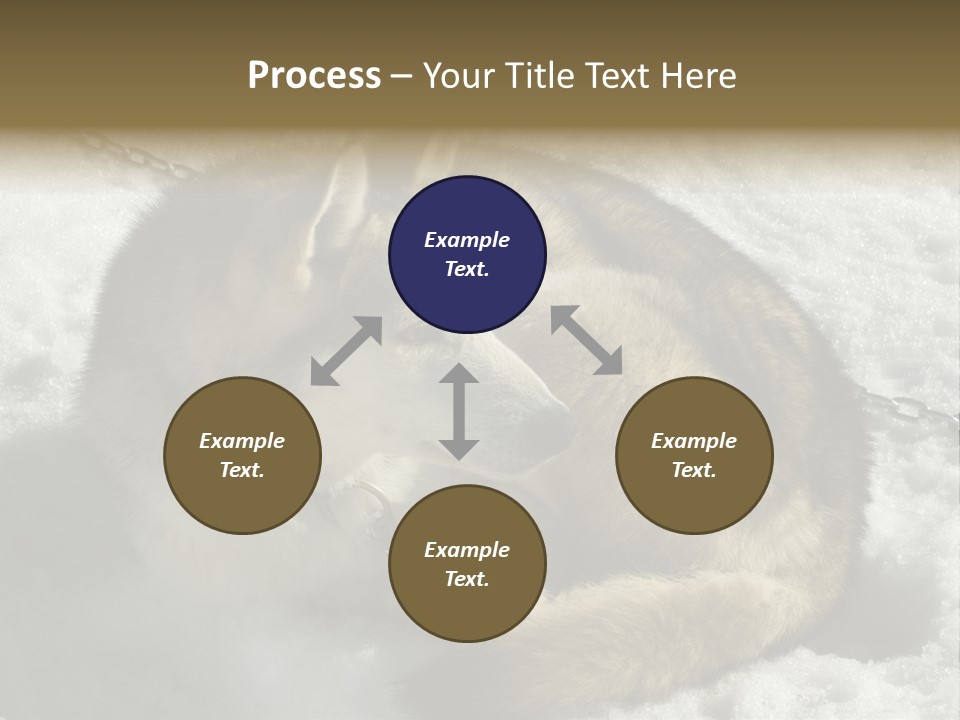 Snow White Husky PowerPoint Template