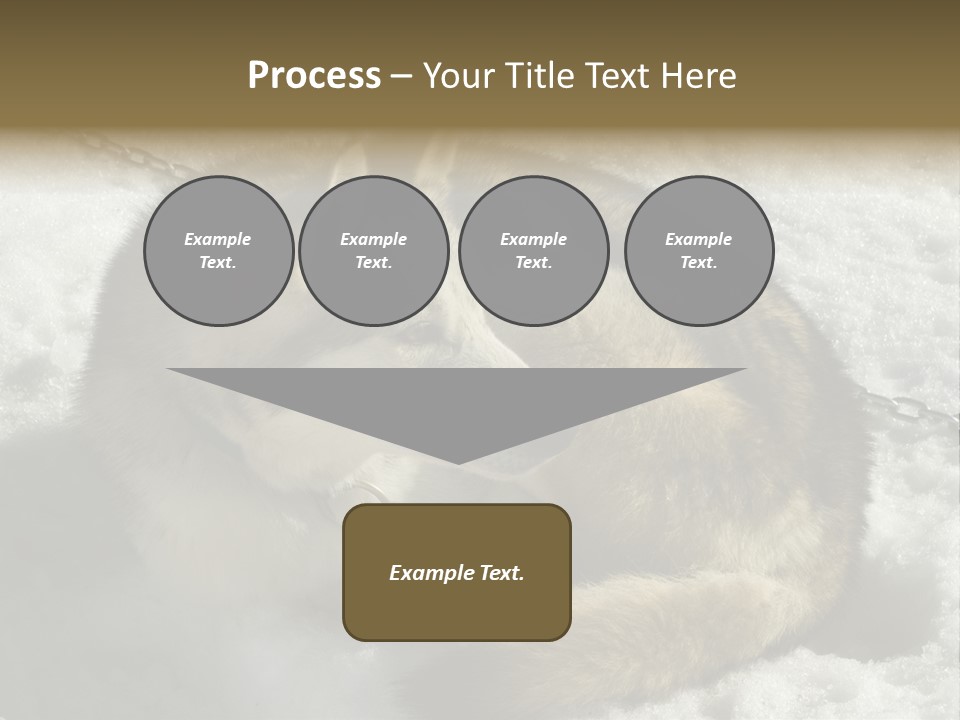 Snow White Husky PowerPoint Template