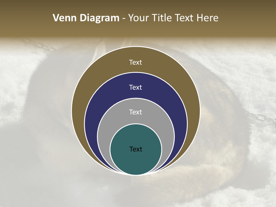 Snow White Husky PowerPoint Template