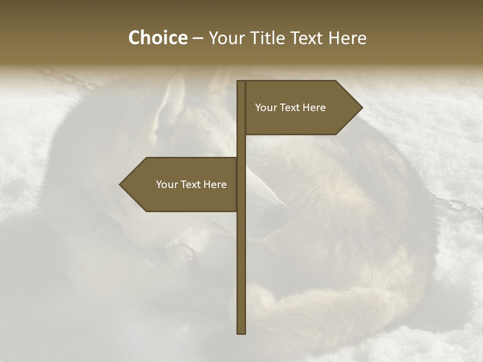 Snow White Husky PowerPoint Template