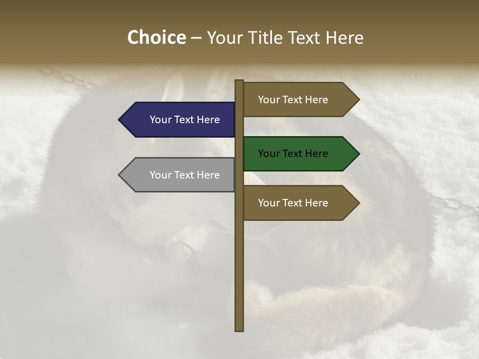 Snow White Husky PowerPoint Template