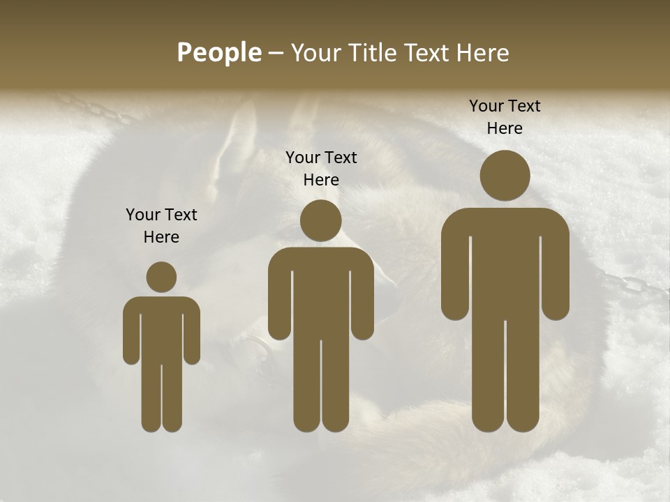 Snow White Husky PowerPoint Template