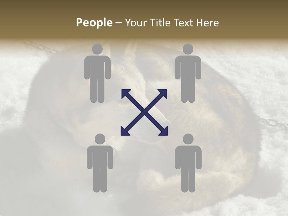 Snow White Husky PowerPoint Template