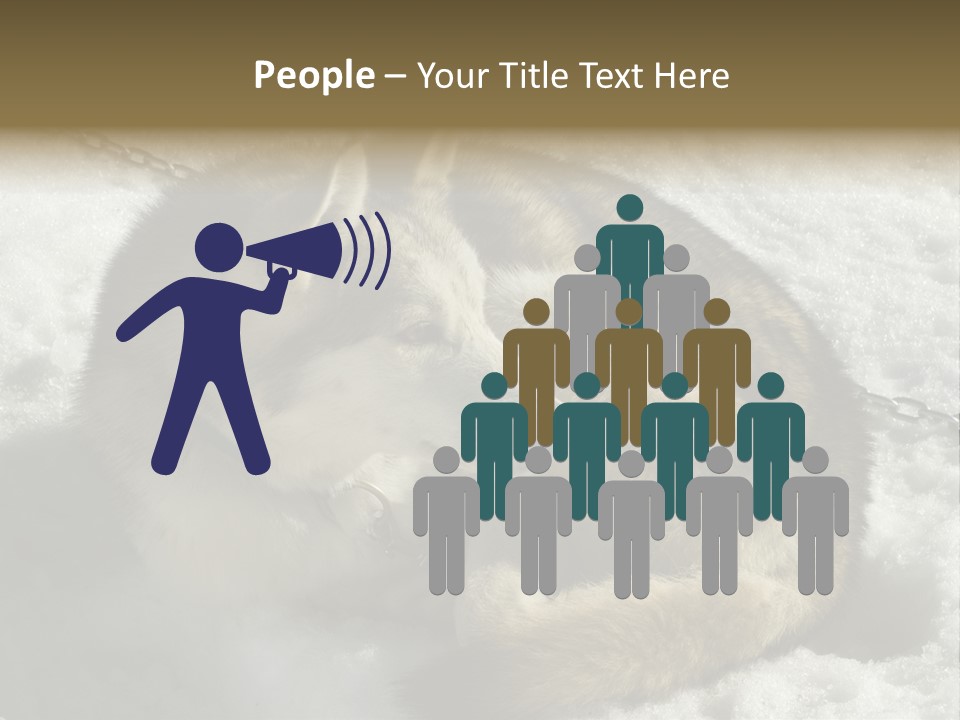 Snow White Husky PowerPoint Template